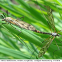 Tipula (Pterelachisus) varipennis : habitus - copula