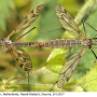 Tipula (Pterelachisus) varipennis : habitus - copula