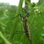 Tipula (Pterelachisus) varipennis : habitus - female