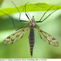 Tipula (Pterelachisus) varipennis : habitus - female