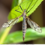 Tipula (Pterelachisus) varipennis : habitus - female