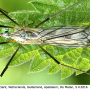 Tipula (Pterelachisus) varipennis : habitus - female