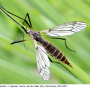 Tipula (Pterelachisus) varipennis : habitus - female