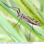 Tipula (Pterelachisus) varipennis : habitus - female