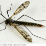 Tipula (Pterelachisus) varipennis : habitus - female