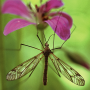 Tipula (Pterelachisus) varipennis : habitus - male