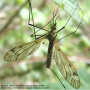 Tipula (Pterelachisus) varipennis : habitus - male