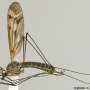 Tipula (Pterelachisus) varipennis : habitus - male