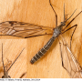 Tipula (Pterelachisus) varipennis : habitus - male