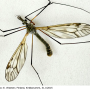 Tipula (Pterelachisus) varipennis : habitus - male