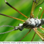 Tipula (Pterelachisus) varipennis : body part(s) - head and antenna