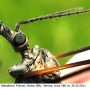 Tipula (Pterelachisus) varipennis : body part(s) - head and antenna