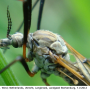 Tipula (Pterelachisus) varipennis : body part(s) - head and antenna