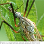 Tipula (Pterelachisus) varipennis : body part(s) - head and thorax
