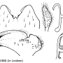 Tipula (Pterelachisus) varipennis : hypopygium