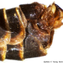 Tipula (Pterelachisus) varipennis : hypopygium