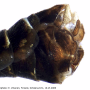 Tipula (Pterelachisus) varipennis : hypopygium