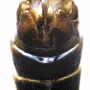 Tipula (Pterelachisus) varipennis : hypopygium