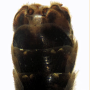 Tipula (Pterelachisus) varipennis : hypopygium