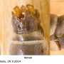 Tipula (Pterelachisus) varipennis : hypopygium