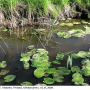 Tipula (Pterelachisus) varipennis : habitat
