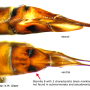 Tipula (Pterelachisus) varipennis : ovipositor