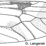 Tipula (Pterelachisus) varipennis : wing