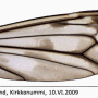 Tipula (Pterelachisus) varipennis : wing