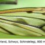 Tipula (Pterelachisus) varipennis : wing