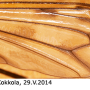 Tipula (Pterelachisus) varipennis : wing