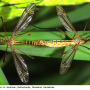 Tipula (Lunatipula) vernalis : habitus - copula