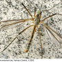 Tipula (Lunatipula) vernalis : habitus - male