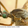 Tipula (Lunatipula) vernalis : body part(s) - head and thorax