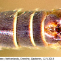 Tipula (Lunatipula) vernalis : hypopygium