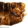 Tipula (Lunatipula) vernalis : hypopygium