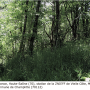 Tipula (Lunatipula) vernalis : habitat Tipula (Lunatipula) vernalis : habitat