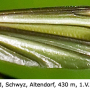 Tipula (Lunatipula) vernalis : wing
