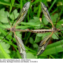 Tipula (Acutipula) vittata : habitus - copula