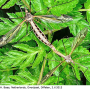 Tipula (Acutipula) vittata : habitus - copula