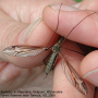 Tipula (Acutipula) vittata : habitus - female