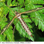 Tipula (Acutipula) vittata : habitus - female
