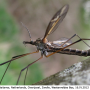Tipula (Acutipula) vittata : habitus - male