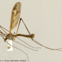 Tipula (Acutipula) vittata : habitus - male