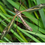 Tipula (Acutipula) vittata : habitus - male