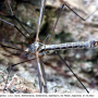 Tipula (Acutipula) vittata : habitus - male