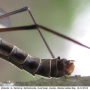 Tipula (Acutipula) vittata : body part(s) - abdomen