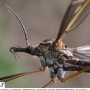 Tipula (Acutipula) vittata : body part(s) - head and thorax