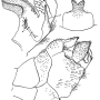 Tipula (Acutipula) vittata : hypopygium