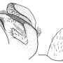Tipula (Acutipula) vittata : hypopygium