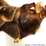 Tipula (Acutipula) vittata : hypopygium